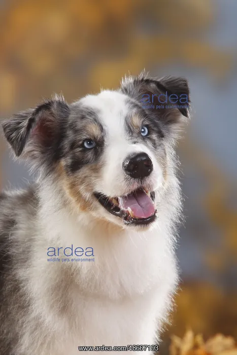: Australian Shepherd, blue-merle : Australian Shepherd, blue-merle