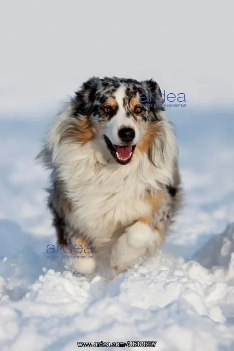  : Australian Shepherd, blue merle, running in the