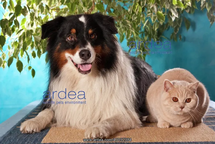 : Australian Shepherd and British Shorthair cat : Australian Shepherd and British Shorthair cat