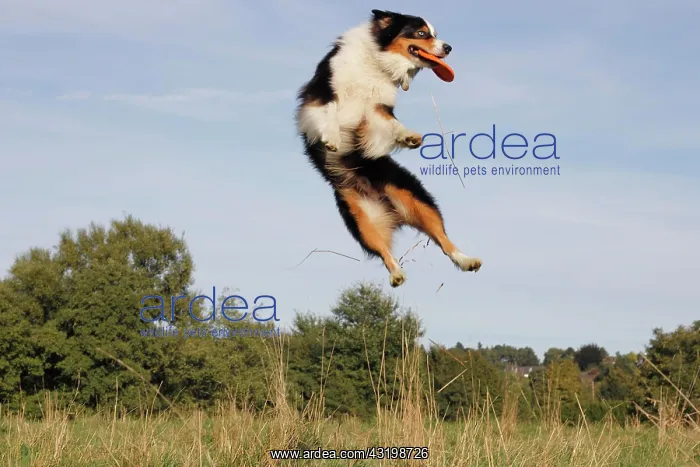 : Australian Shepherd catching a frisbee, North Rhine-Westphal : Australian Shepherd catching a frisbee, North Rhine-Westphal