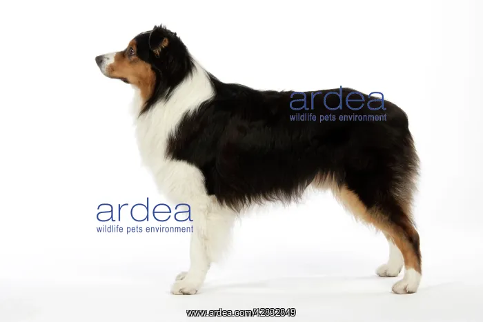: Australian Shepherd Dog : Australian Shepherd Dog