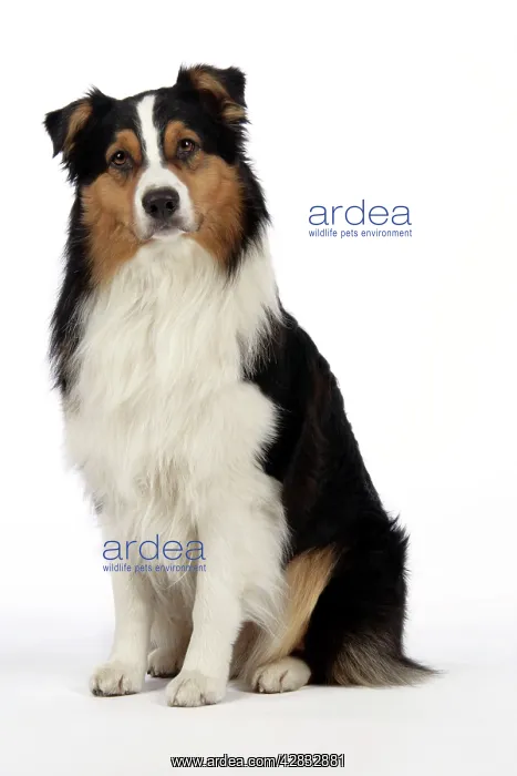 : Australian Shepherd Dog : Australian Shepherd Dog