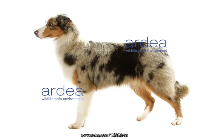 : Australian Shepherd Dog