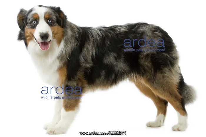  : Australian Shepherd Dog