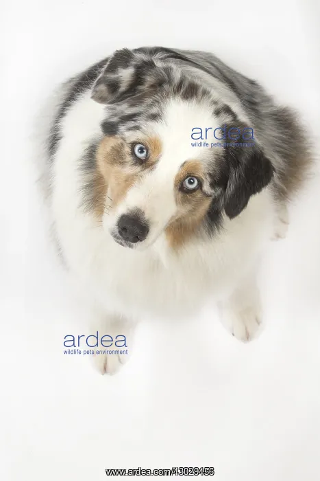  : Australian Shepherd Dog