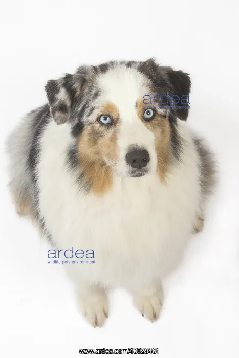  : Australian Shepherd Dog
