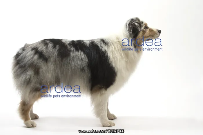  : Australian Shepherd Dog