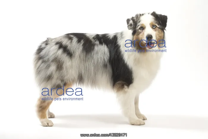  : Australian Shepherd Dog