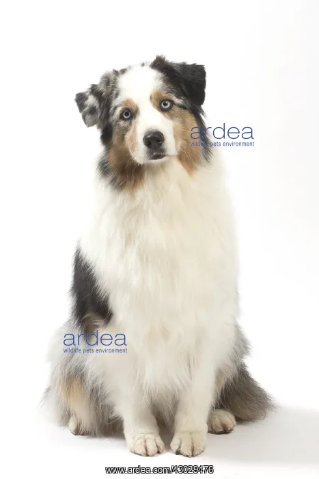  : Australian Shepherd Dog