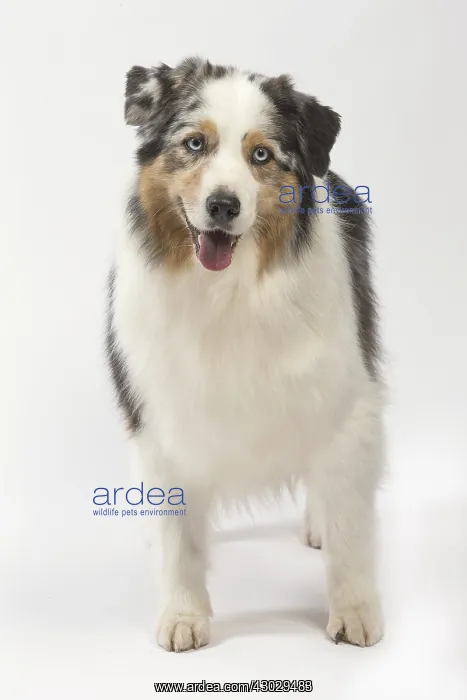  : Australian Shepherd Dog