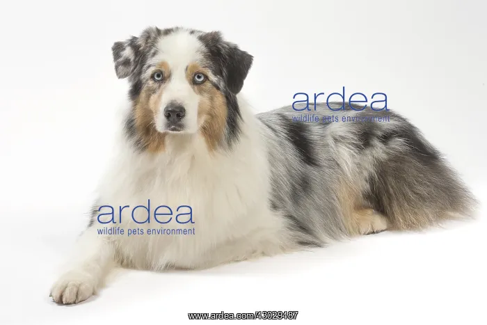  : Australian Shepherd Dog
