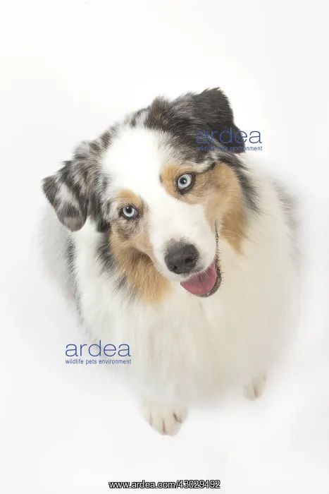  : Australian Shepherd Dog