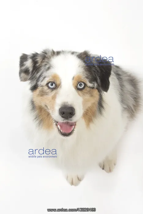  : Australian Shepherd Dog