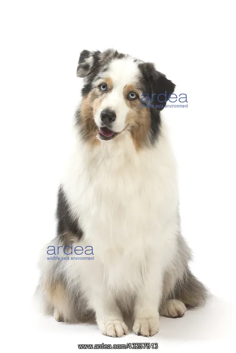  : Australian Shepherd Dog