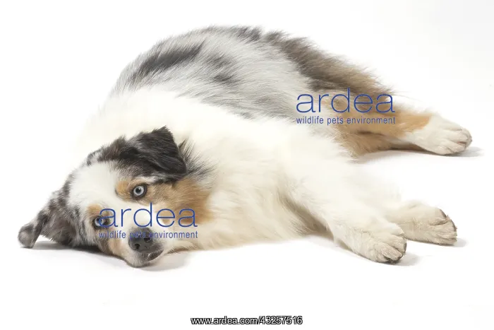  : Australian Shepherd Dog