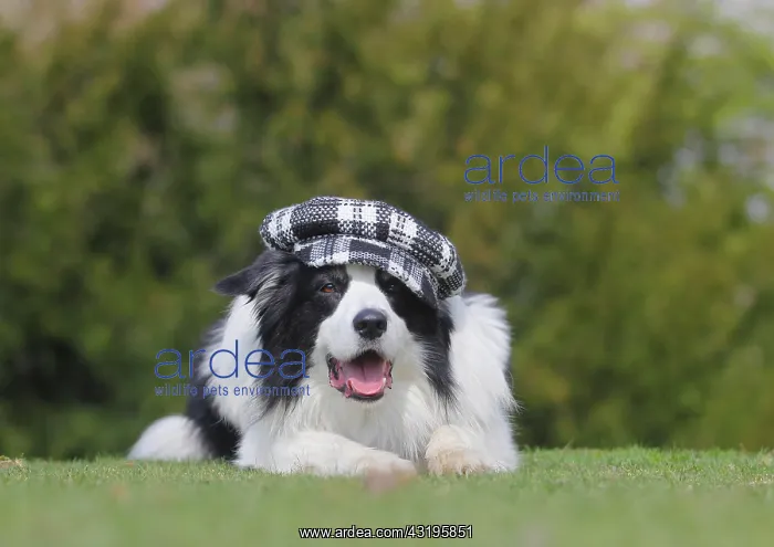 : Australian Shepherd dog with cap, North Rhine-Westphalia : Australian Shepherd dog with cap, North Rhine-Westphalia