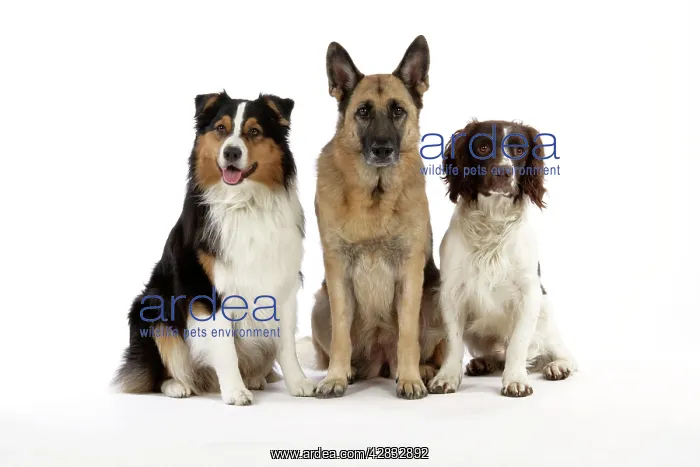 : Australian Shepherd Dog / German Shepherd Dog / : Australian Shepherd Dog / German Shepherd Dog /
