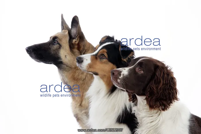 : Australian Shepherd Dog / German Shepherd Dog / : Australian Shepherd Dog / German Shepherd Dog /