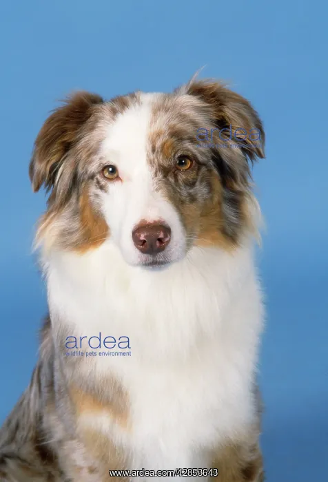 : AUSTRALIAN SHEPHERD DOG - HEAD : AUSTRALIAN SHEPHERD DOG - HEAD