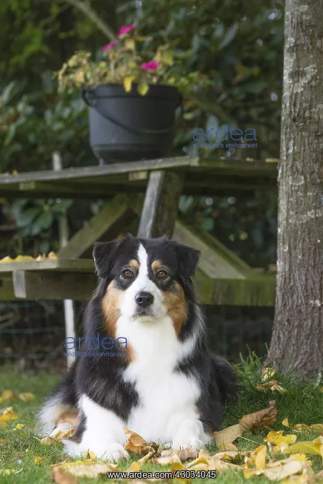  : Australian Shepherd Dog outdoors