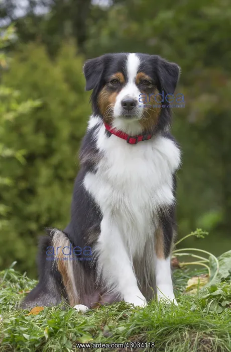  : Australian Shepherd Dog outdoors