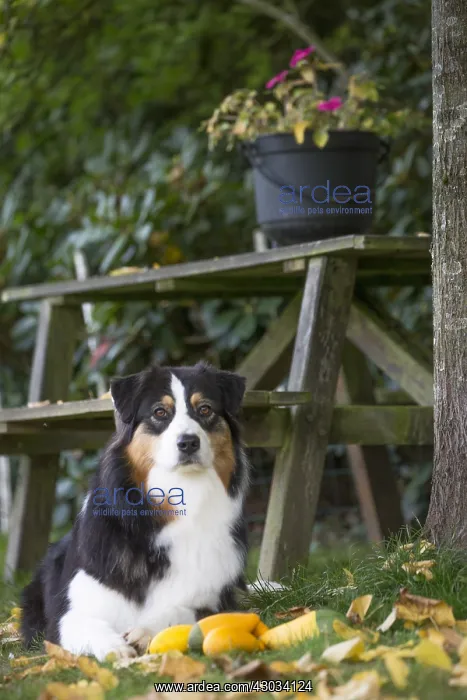  : Australian Shepherd Dog outdoors