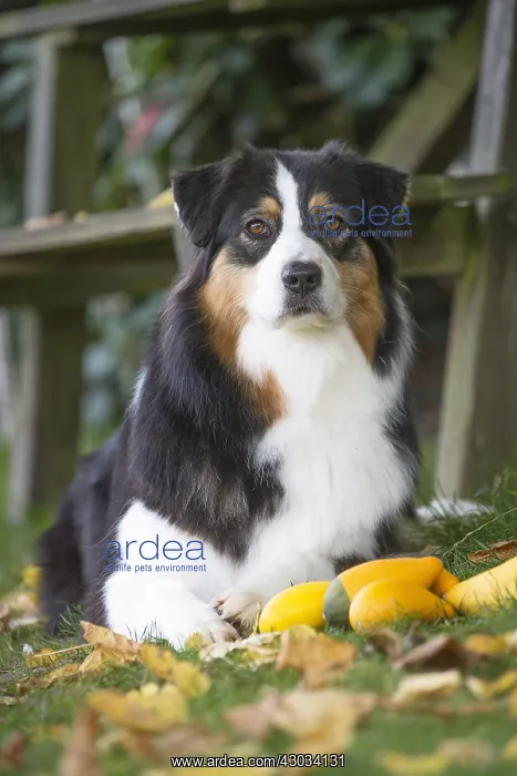  : Australian Shepherd Dog outdoors