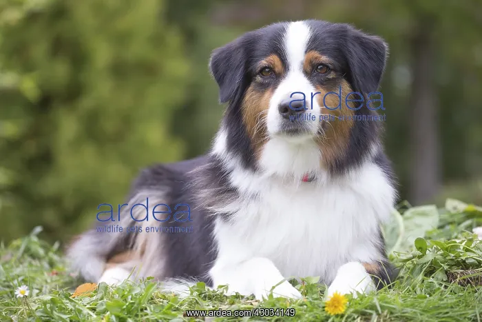  : Australian Shepherd Dog outdoors