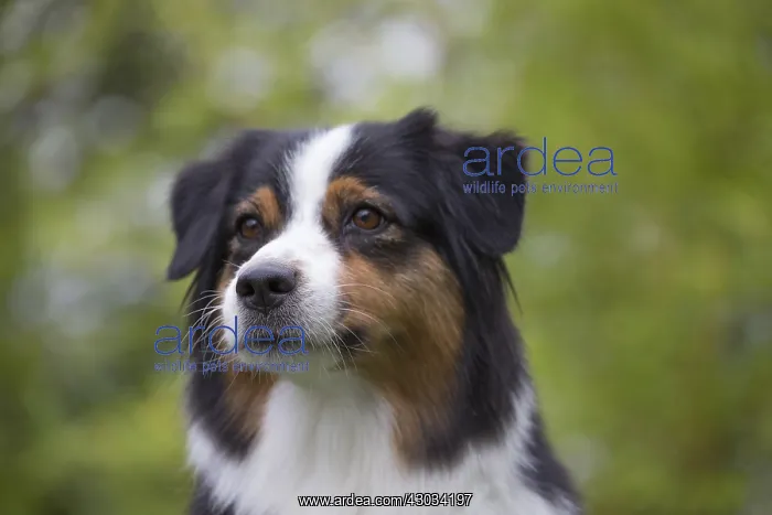  : Australian Shepherd Dog outdoors