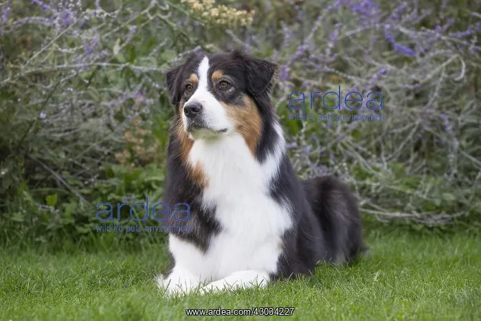  : Australian Shepherd Dog outdoors