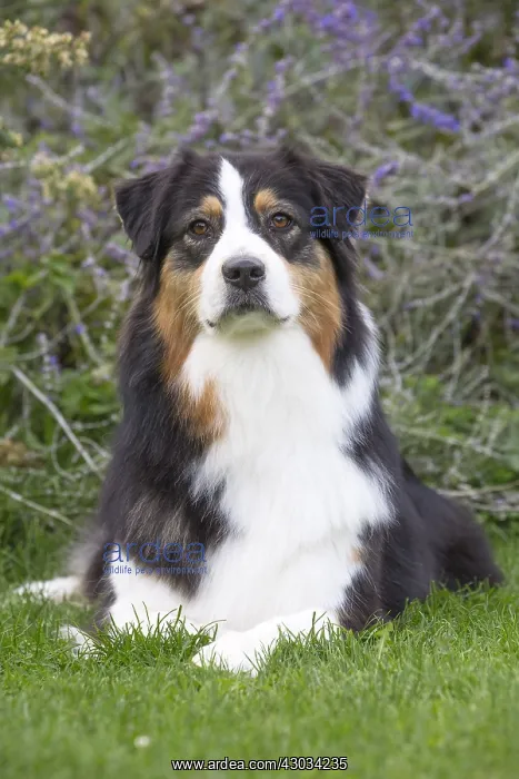  : Australian Shepherd Dog outdoors
