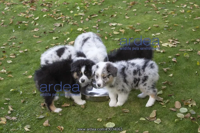  : Australian Shepherd Dog puppies outdoors