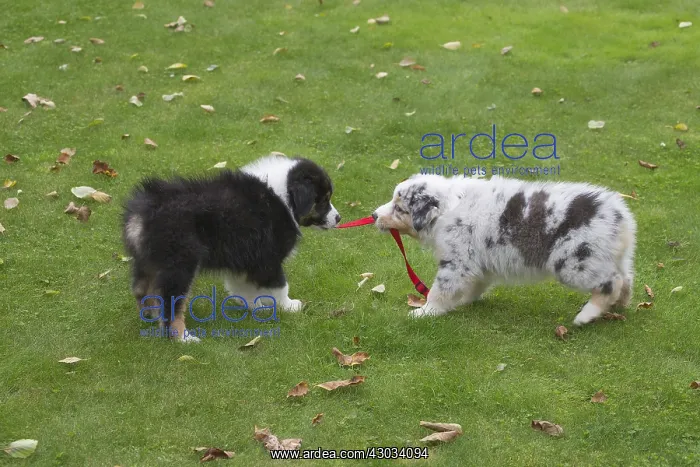  : Australian Shepherd Dog puppies outdoors