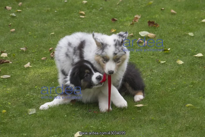  : Australian Shepherd Dog puppies outdoors