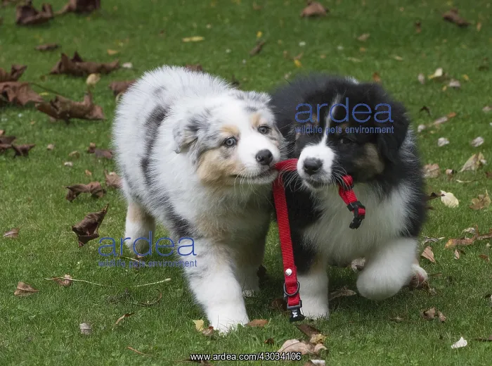  : Australian Shepherd Dog puppies outdoors