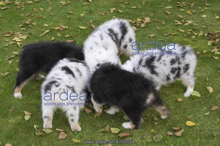  : Australian Shepherd Dog puppies outdoors