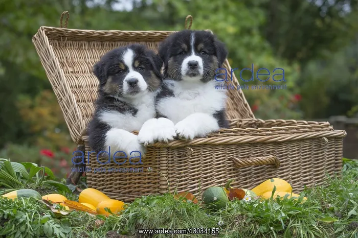 : Australian Shepherd Dog puppies outdoors Australian : Australian Shepherd Dog puppies outdoors Australian