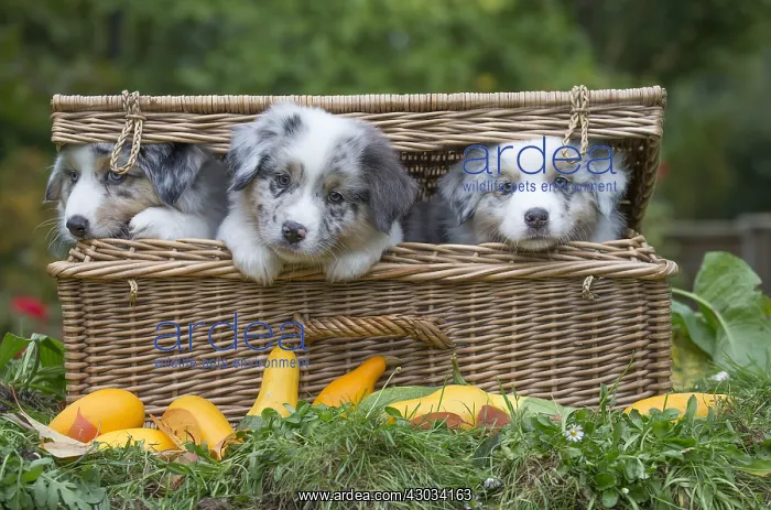 : Australian Shepherd Dog puppies outdoors Australian : Australian Shepherd Dog puppies outdoors Australian
