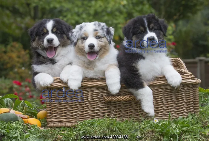 : Australian Shepherd Dog puppies outdoors Australian : Australian Shepherd Dog puppies outdoors Australian