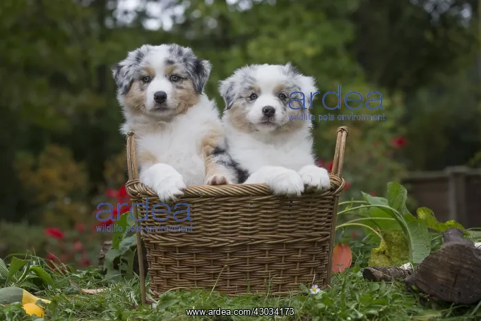 : Australian Shepherd Dog puppies outdoors Australian : Australian Shepherd Dog puppies outdoors Australian