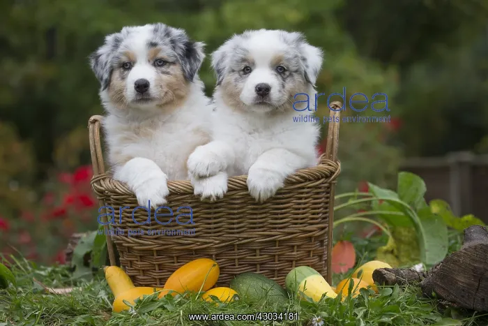 : Australian Shepherd Dog puppies outdoors Australian : Australian Shepherd Dog puppies outdoors Australian