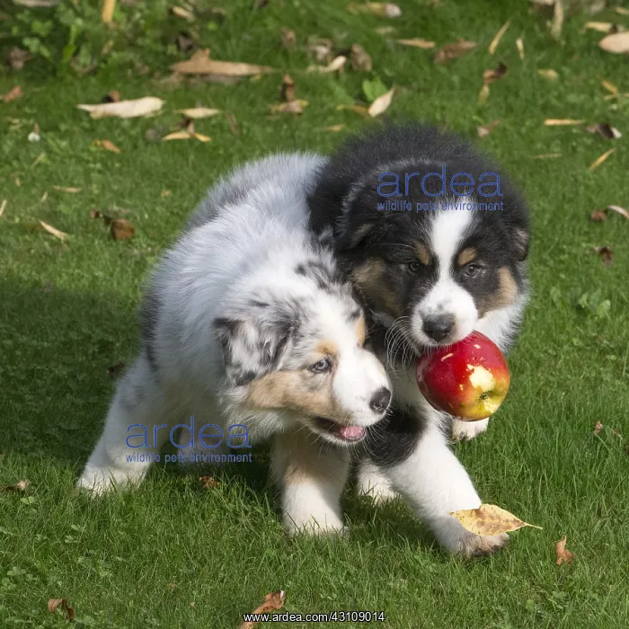 : Australian Shepherd Dog puppies outdoors Australian : Australian Shepherd Dog puppies outdoors Australian