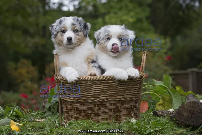 : Australian Shepherd Dog puppies outdoors Australian : Australian Shepherd Dog puppies outdoors Australian