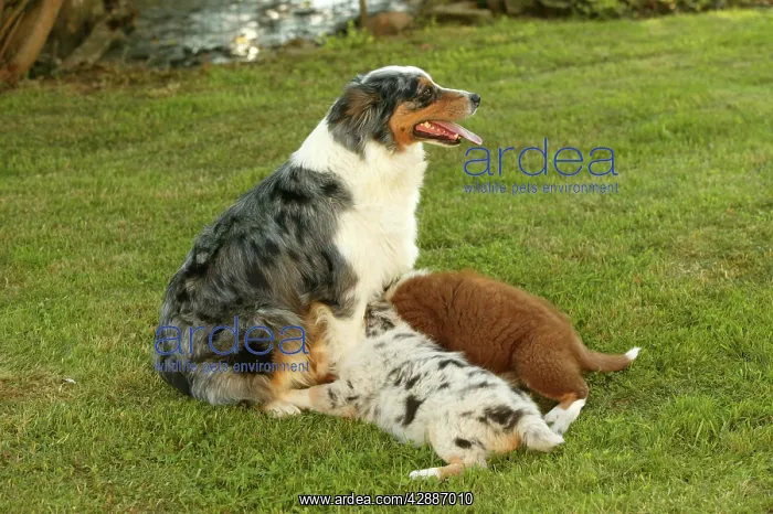 : Australian Shepherd Dog - with two puppies suckling : Australian Shepherd Dog - with two puppies suckling