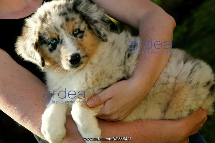 : Australian Shepherd Dog - puppy being held by girl : Australian Shepherd Dog - puppy being held by girl