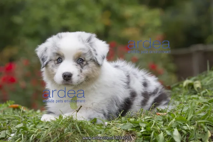  : Australian Shepherd Dog puppy outdoors