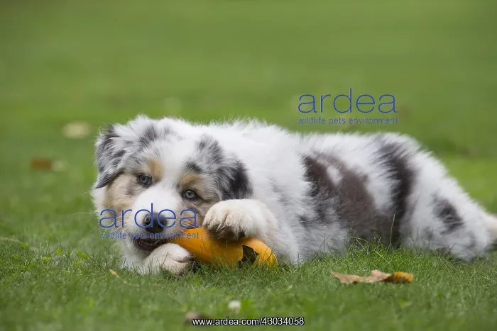  : Australian Shepherd Dog puppy outdoors