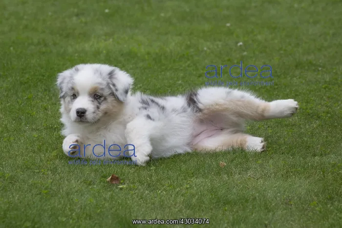  : Australian Shepherd Dog puppy outdoors