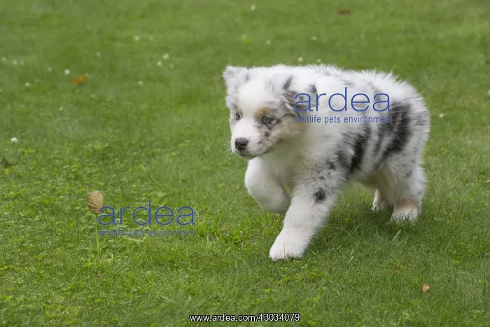  : Australian Shepherd Dog puppy outdoors
