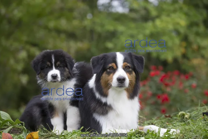  : Australian Shepherd Dog and puppy outdoors